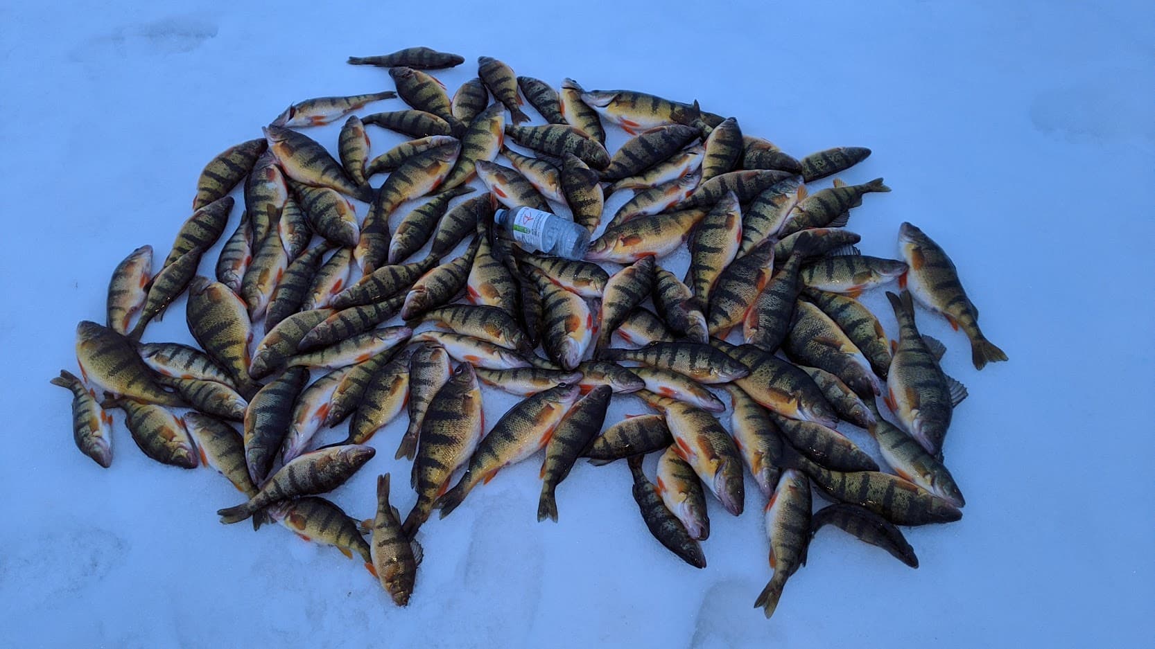 A successful angler showing off a bucket full of perch.